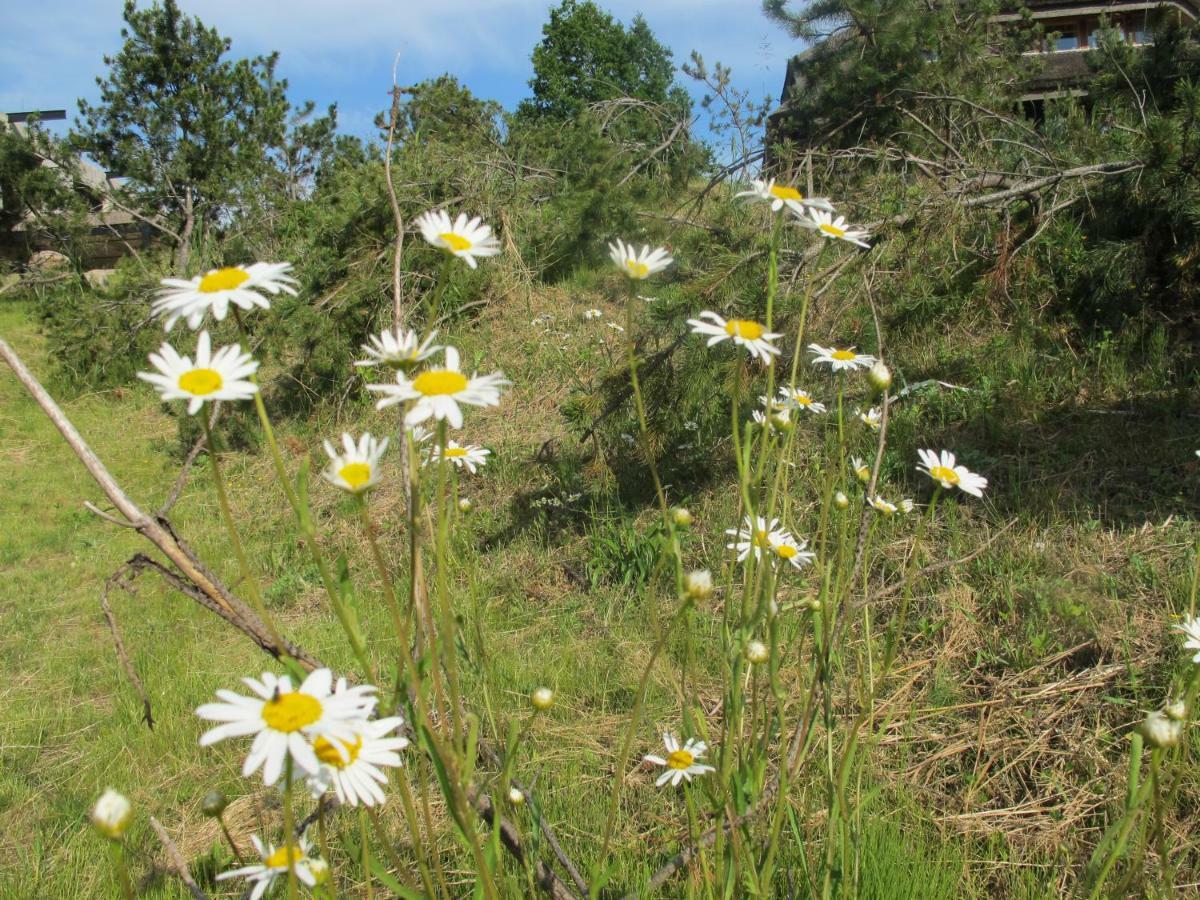 Dzeni Pension Amatciems Buitenkant foto